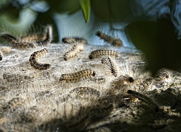 Arbeitsschutz Bekämpfung Eichenprozessionsspinner